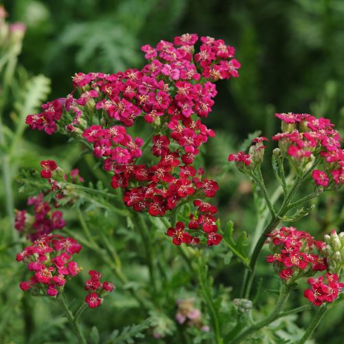 Achillea (Yarrow) 'New Vintage Red'