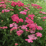 Achillea (Yarrow) 'New Vintage Rose'