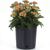 Achillea (Yarrow) 'New Vintage Terracotta'