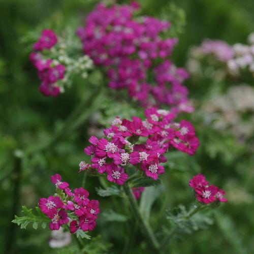 Achillea (Yarrow) 'New Vintage Violet'