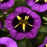 Calibrachoa Cabaret 'Midnight Kiss'