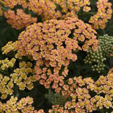 Achillea (Yarrow) 'New Vintage Terracotta'