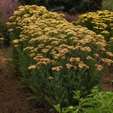 Achillea (Yarrow) 'New Vintage Terracotta'