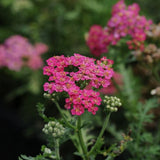 Achillea (Yarrow) 'New Vintage Rose'